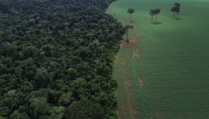  Brasil reduz em 42% perdas florestais em 2025, aponta estudo 